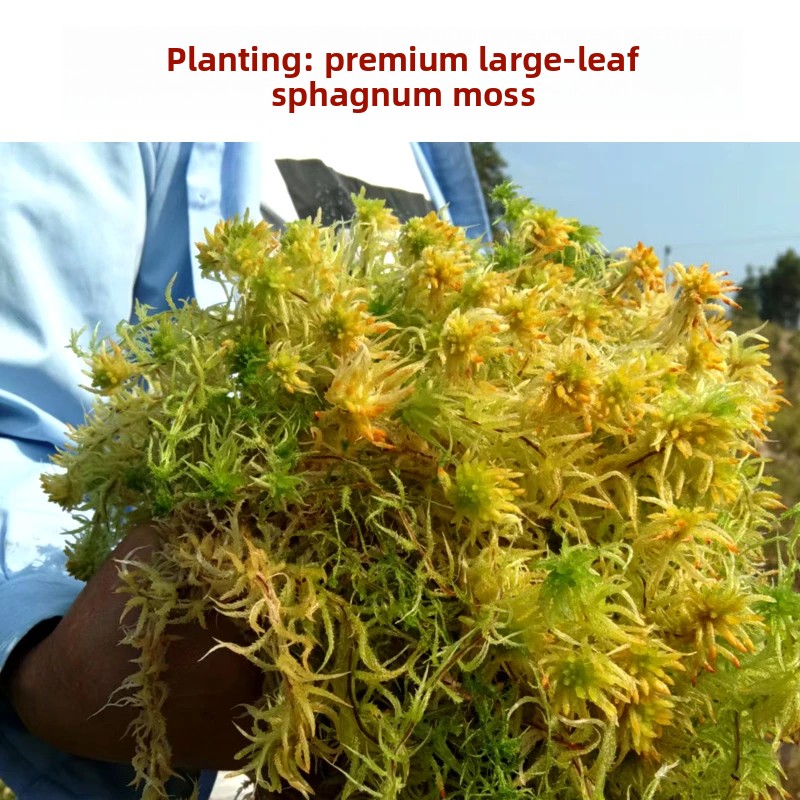 Grade A Dried Sphagnum Moss, N - Preserved Moss Sheet 评论和价格