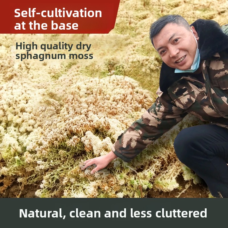 Grade A Dried Sphagnum Moss, N - Preserved Moss Sheet 评论和价格