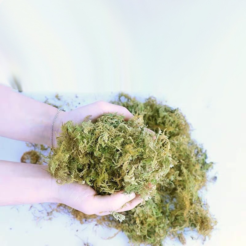 Natural Dried Moss Reptile Ter - Preserved Moss Sheet 评论和价格